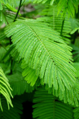 Rainy drops on the leaf