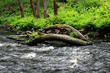 a forest tranquil Volchya River in a mixed forest in the summer on the territory of the reserve. an old tree fallen into the water. Leningrad Region, Russia. dense thicket of fern on the shore