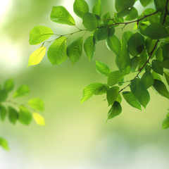 Fototapeta na wymiar Green natural background,greenery background