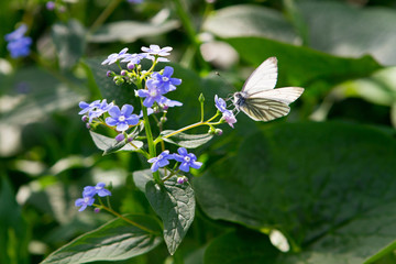 butterfly sitting on meadow violet flower