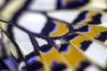 butterfly wings at higher magnification