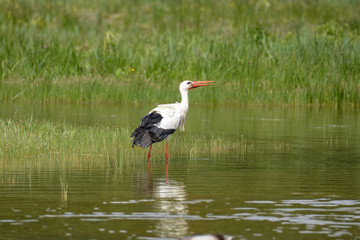 cigogne blanche