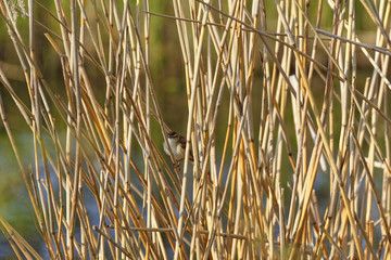 Sedge Warbler