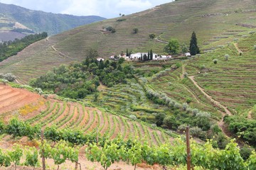 Obraz premium Region winiarski Portugalii
