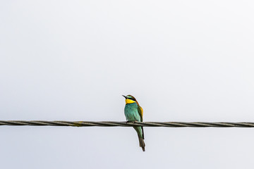 Bee-eater sitting on a wire