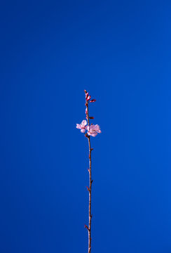 The one cherry blossom