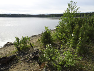 Summer landscape: forest lake in cloudy weather