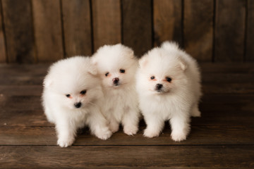 Little Pomeranian spitz-dogpuppy.It can be used as a background