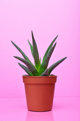 Small green succulent on bright pink background