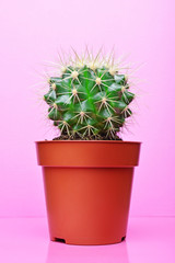 Small green cactus on bright pink background