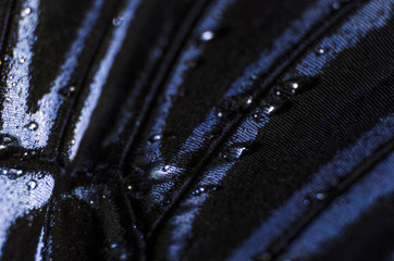 butterfly wings at higher magnification