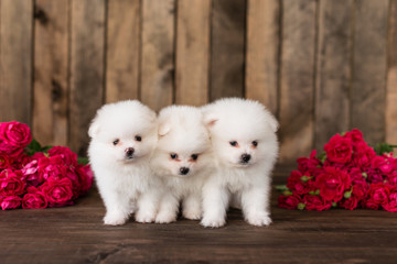 Little Pomeranian spitz-dogpuppy.It can be used as a background