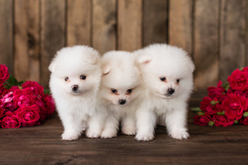 Little Pomeranian spitz-dogpuppy.It can be used as a background