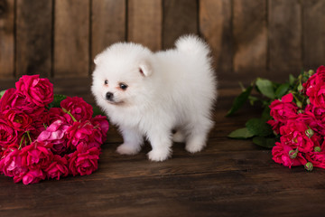 Little Pomeranian spitz-dogpuppy.It can be used as a background