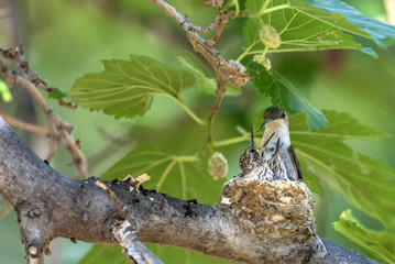 Black-chinned Hummingbird Family