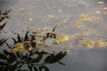Pelophylax ridibundus, marsh frog