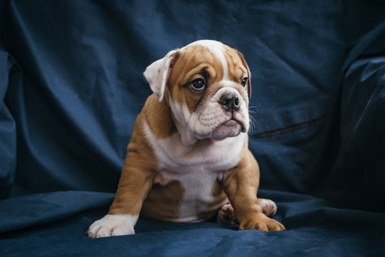 Cute english bulldog puppy posing,selective focus