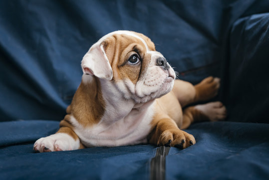 Portrait of cute english bulldog puppy,selective focus
