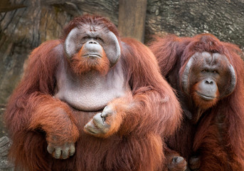 Fototapeta premium orangutan cute