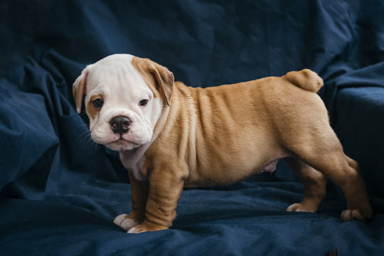 Portrait of little male puppy of English bulldog,selective focus