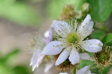 white blackberry flowers close-up