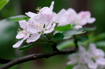 flowering apple tree in spring in a sunny day