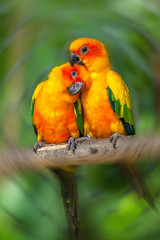 Fototapeta na wymiar Couple yellow Sun conure parrot love and take care of together , lovely parrot , Beautiful parrot.