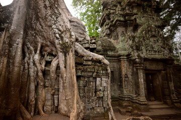 CAMBODIA SIEM REAP ANGKOR TA PROHM TEMPLE