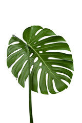 Big green leaf of Monstera plant on white background © fotofabrika
