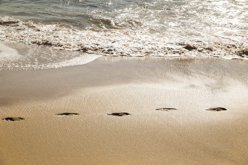 path of footprints in the sand on the shore of a beach
