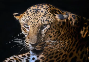 Foto op Plexiglas Jaguar tiger head. © apple2499