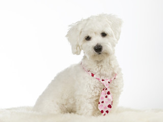 Funny dog picture. Cute white puppy dog with pink bow isolated on white. The breed is Coton de Tulear.