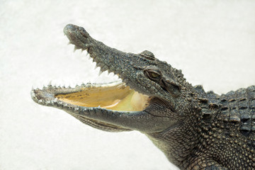 Wildlife crocodile open mouth isolated on white background