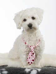 Funny dog picture. Cute white puppy dog with pink bow isolated on white. The breed is Coton de Tulear.