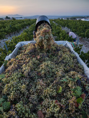 Vendimia Pedro Ximenez Moriles
