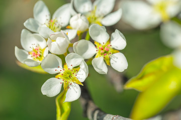 Cherry blossoms over blurred nature background