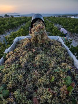 Vendimia Pedro Ximenez Moriles