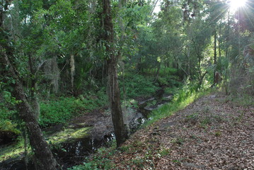 Forest and woods scenics
