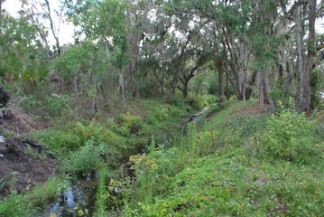 Forest and woods scenics