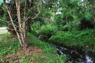 Forest and woods scenics