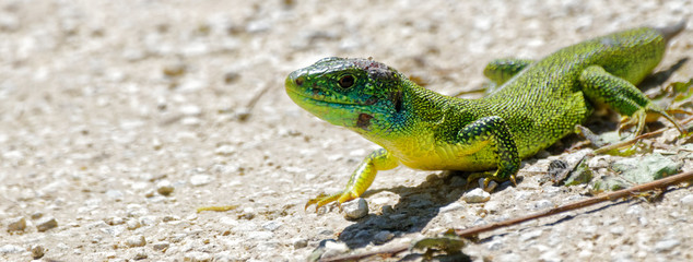 Lézard vert