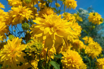 «Golden ball» in bloom, summer yellow flowers. Rudbeckia dissected