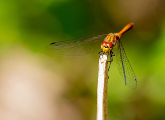 Red Darter Dragonfly