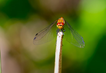 Red Darter Dragonfly