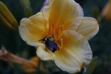 Bee in Flower