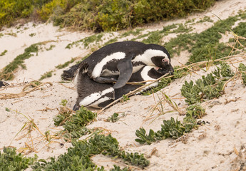 African Penguin mating