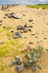 Wild plants growing on sand without water. Floral background