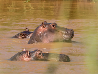 Hippopotamus