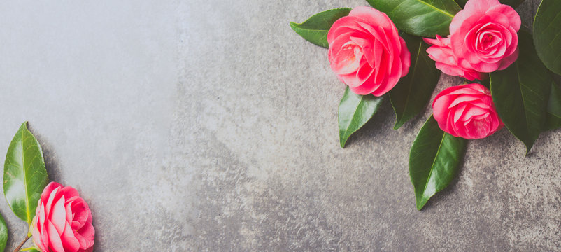Pink japonese camellia on gray background. Copy space. Flat lay.