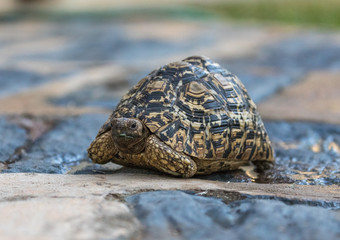 Angulate Tortoise